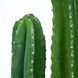 Штучна рослина Engard Cactus 155 cм (TW-40) TW-40 фото 4