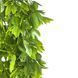 Штучна гілка Engard Schefflera зелена 65 cм (AV-02) AV-02 фото 2