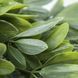 Штучна гілка Engard Schefflera зелена 65 cм (AV-02) AV-02 фото 4