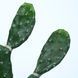 Искусственное растение Engard Cactus 75 cм (TW-41) TW-41 фото 4