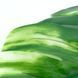 Искусственный лист Engard Monstera Alba зеленый 71 см (TW-53) TW-53 фото 4