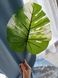 Штучне листя Engard Monstera Alba зелене 73 см (TW-54) TW-54 фото 6