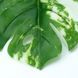 Штучне листя Engard Monstera Alba зелене 73 см (TW-54) TW-54 фото 3