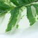 Штучне листя Engard Monstera Alba зелене 73 см (TW-54) TW-54 фото 4