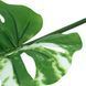Штучне листя Engard Monstera Alba зелене 73 см (TW-54) TW-54 фото 5