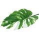 Штучне листя Engard Monstera Alba зелене 73 см (TW-54) TW-54 фото 2