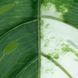 Штучне листя Engard Monstera Alba зелене 78 см (TW-55) TW-55 фото 2