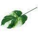 Штучне листя Engard Monstera Alba зелене 78 см (TW-55) TW-55 фото 3