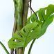 Штучна рослина Engard Monstera 180 см (TW-05) TW-05 фото 3