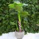 Штучна рослина Engard Monstera 125 см (DW-21) DW-21 фото 2