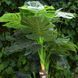 Штучна рослина Engard Monstera 125 см (DW-21) DW-21 фото 3