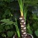 Штучна рослина Engard Monstera 125 см (DW-21) DW-21 фото 4