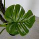Искусственное растение Engard Monstera 165 см (DW-22) DW-22 фото 2