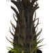 Штучна рослина Engard Cycas Palm 60 см (DW-25) DW-25 фото 3