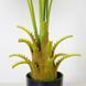 Искусственное растение Engard Fan Palm 95 см (DW-26) DW-26 фото 4