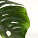 Штучна рослина Engard Monstera 110 cm в кашпо (TW-0486-1) TW-0486-1 фото 5