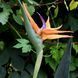 Штучна рослина Engard Strelitzia 120 см (TW-25) TW-25 фото 3