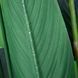 Штучна рослина Engard Strelitzia 120 см (TW-25) TW-25 фото 4