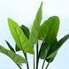 Искусственное растение Engard Philodendron 90 см (TW-38) TW-38 фото 2