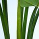 Искусственное растение Engard Philodendron 120 cм (TW-39) TW-39 фото 7